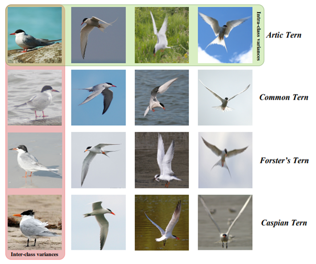 Challenges in fine-grained: small inter-class and large intra-class variations
					(Credits: Deep Learning for Fine-Grained Image Analysis: A Survey. Wei et al. TPAMI 2022.)