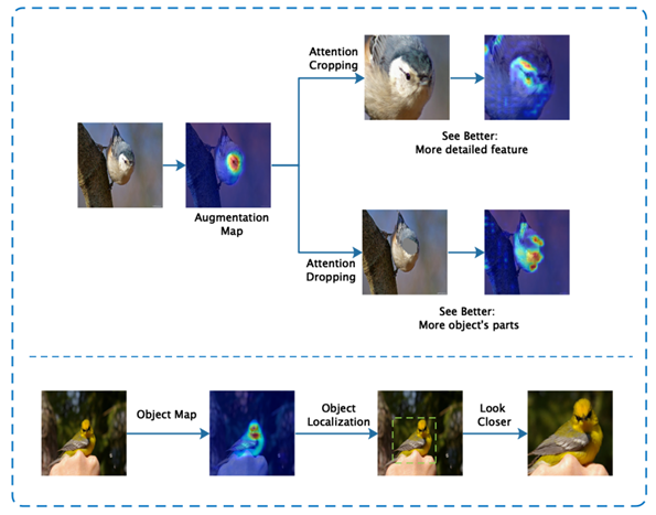 Challenges in fine-grained: small inter-class and large intra-class variations
					(Credits: See Better Before Looking Closer: Weakly Supervised Data Augmentation Network for Fine-Grained Visual Classification. Hu et al. arXiv 2019.)