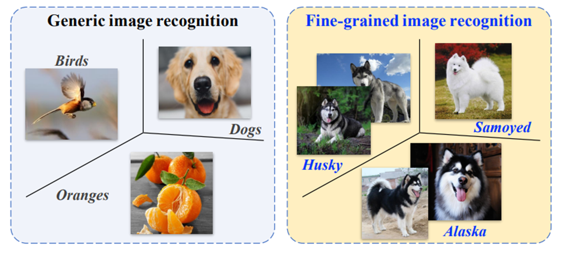 Generic image recognition vs fine-grained recognition
					(Credits: Deep Learning for Fine-Grained Image Analysis: A Survey. Wei et al. TPAMI 2022.)